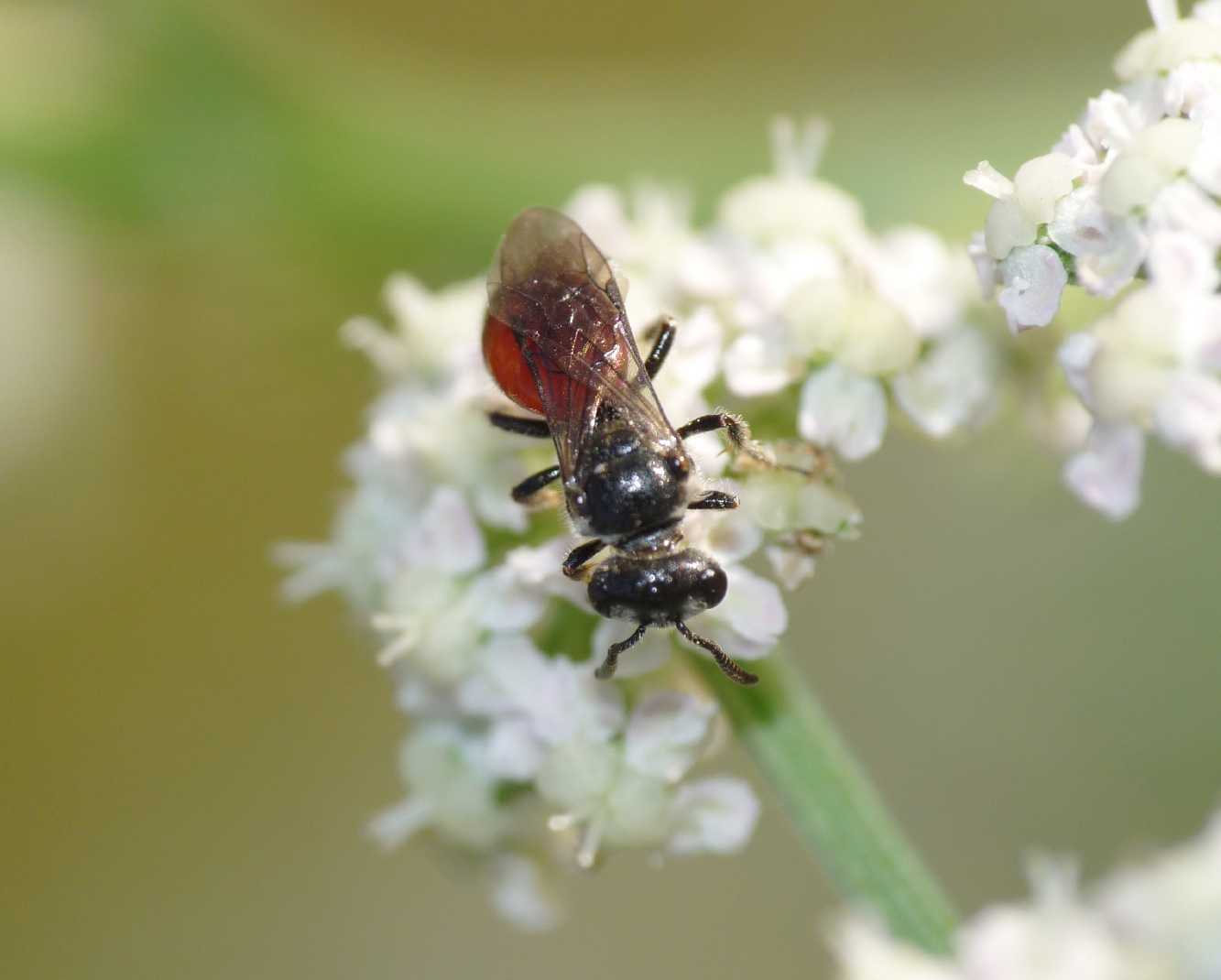 Mini Sphecodes sp.